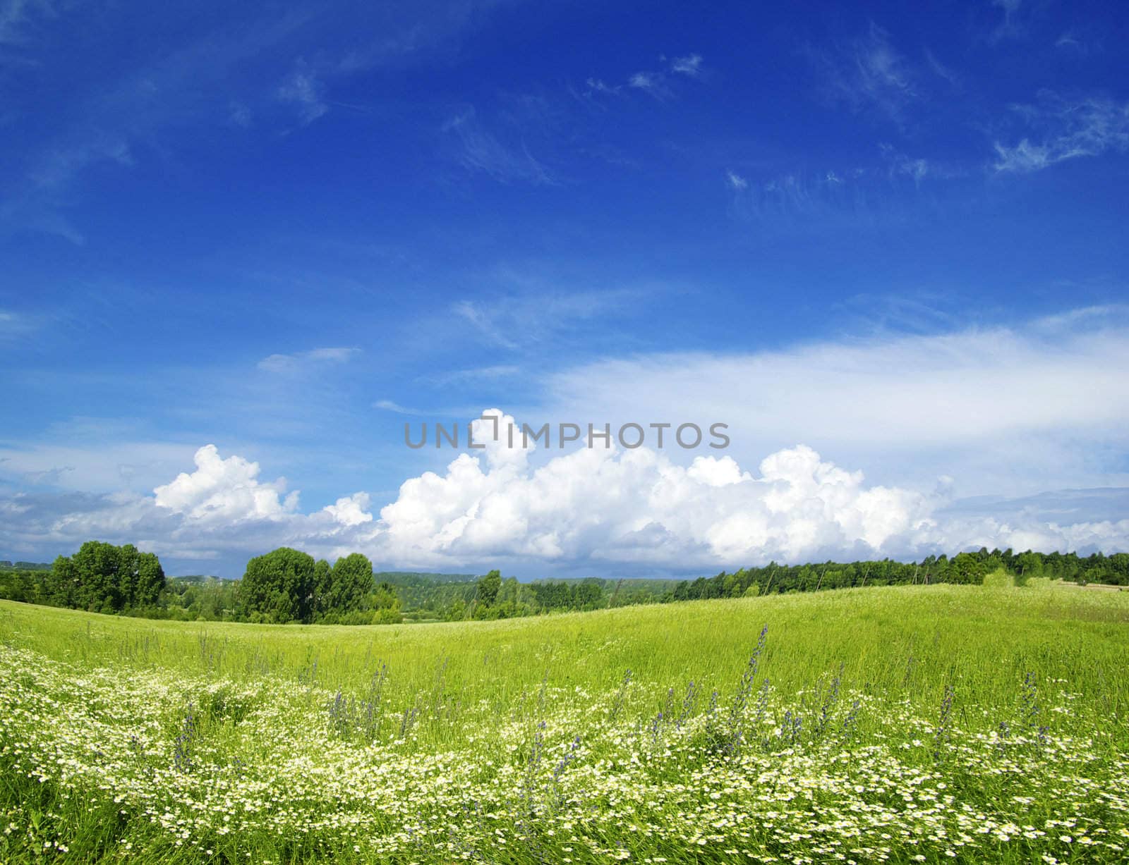 field on a background of the blue sky