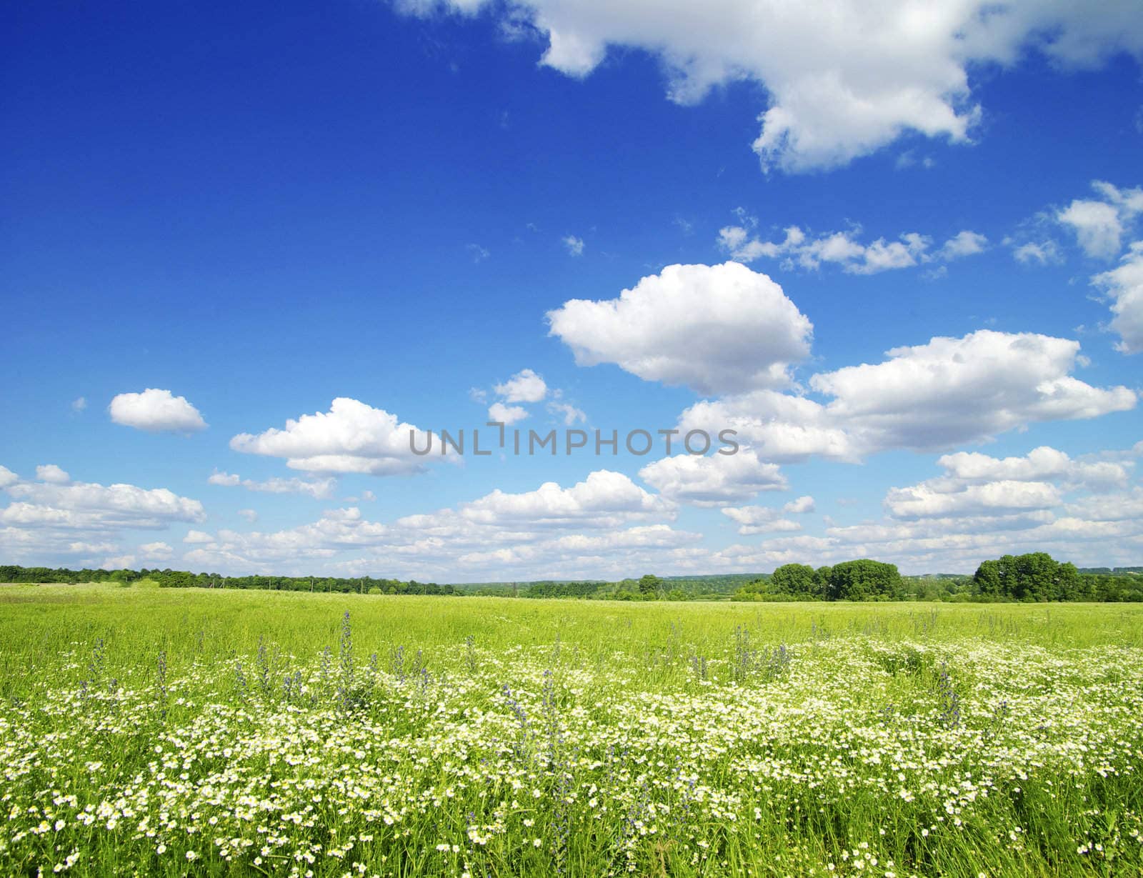 field on a background of the blue sky