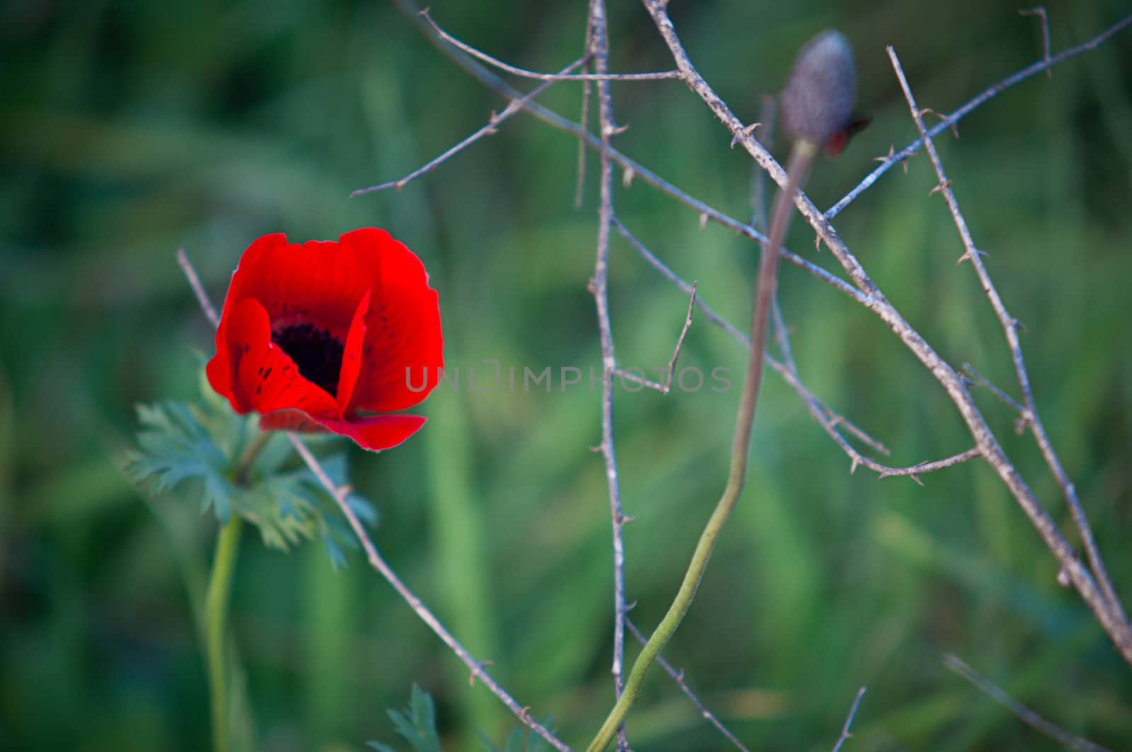 Red poppies growing in a green grass .