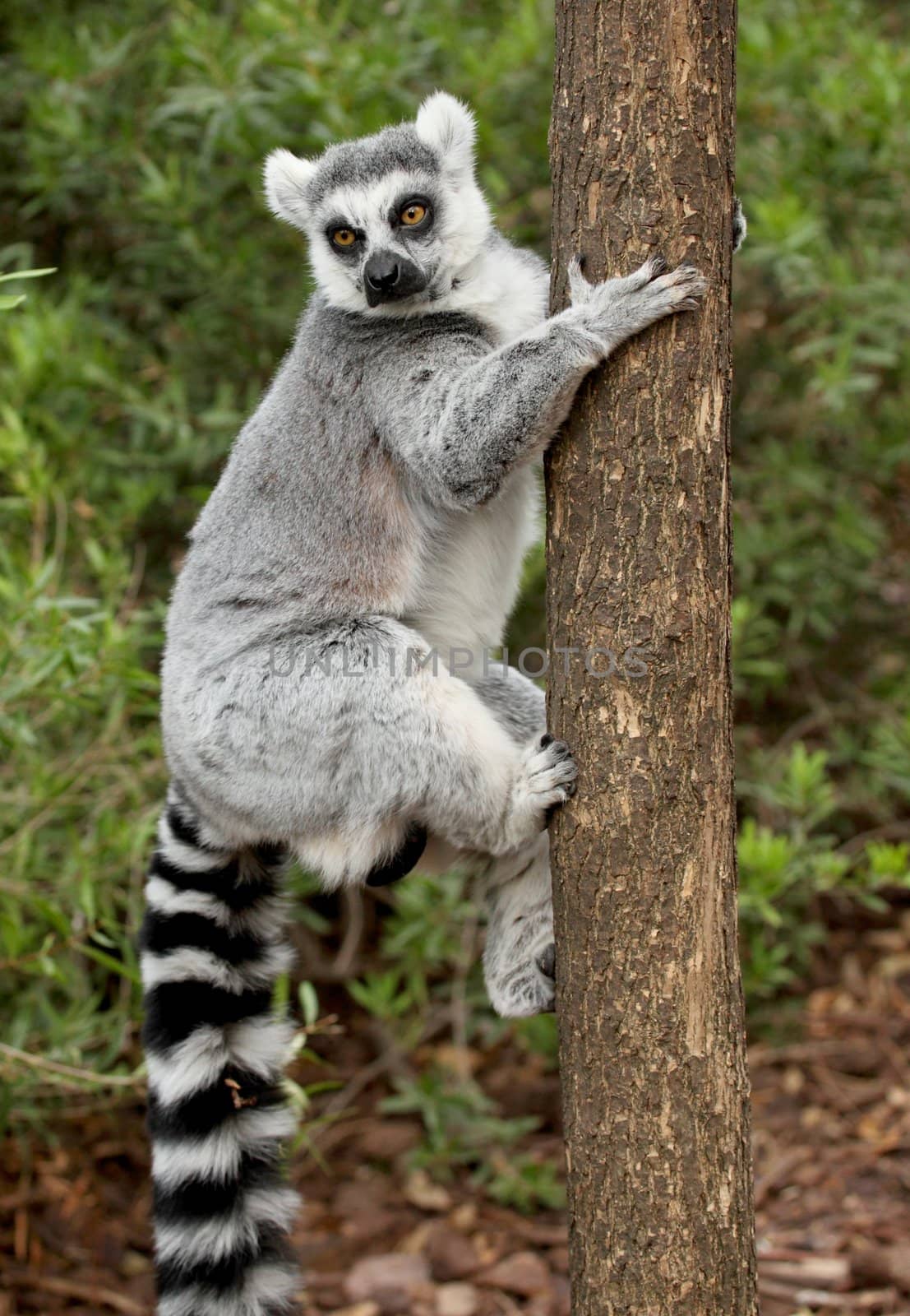 Picture of a beautiful lemur over a tree