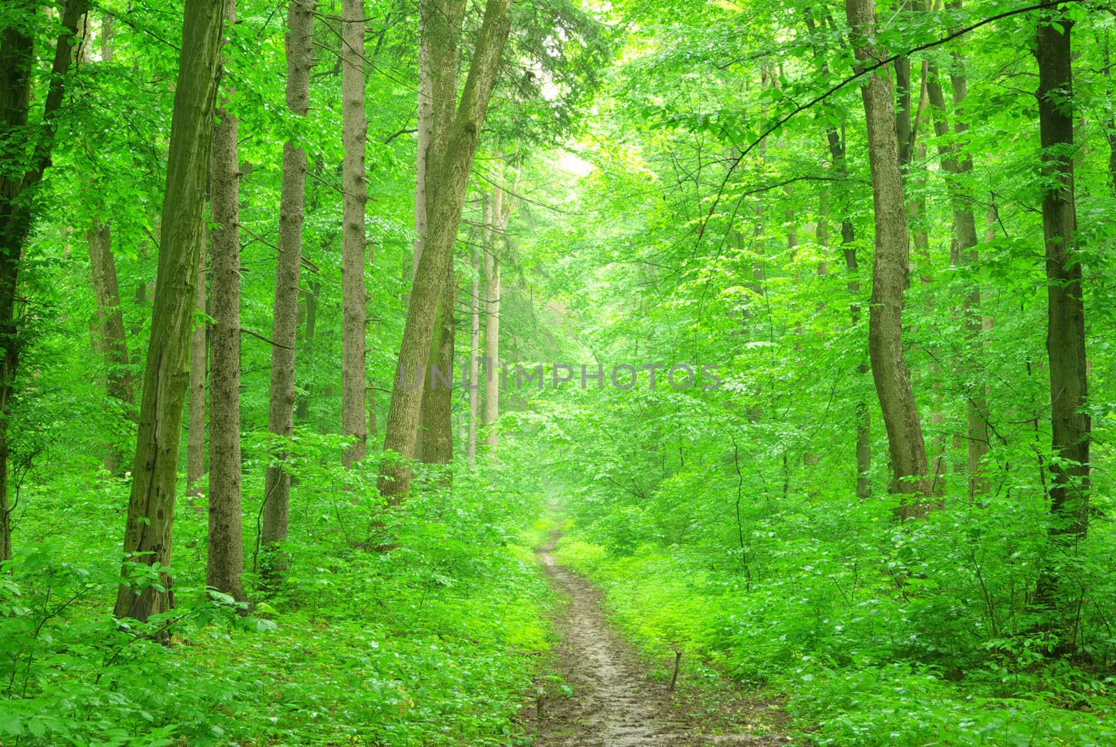 a path is in the green forest