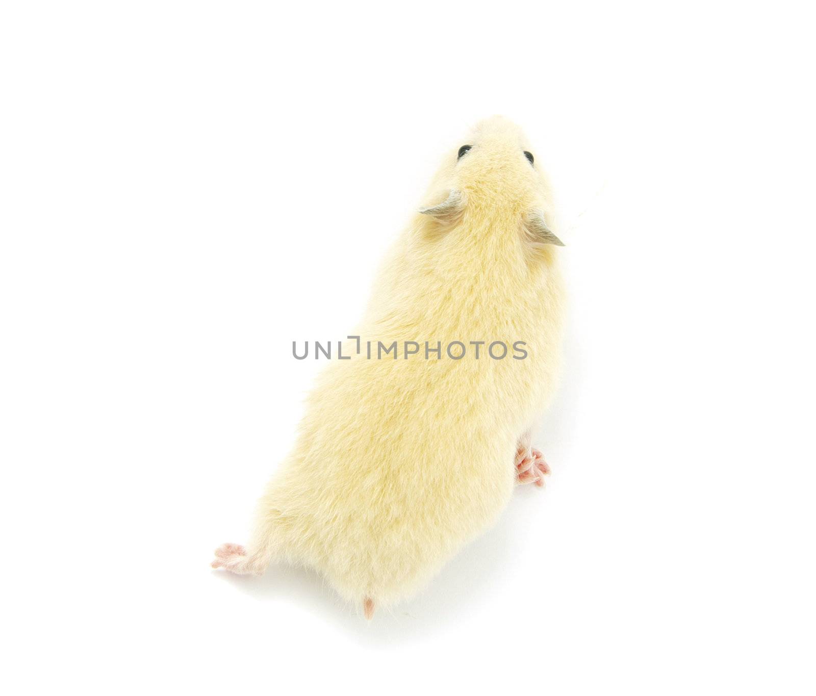 Hamster in front of a white background