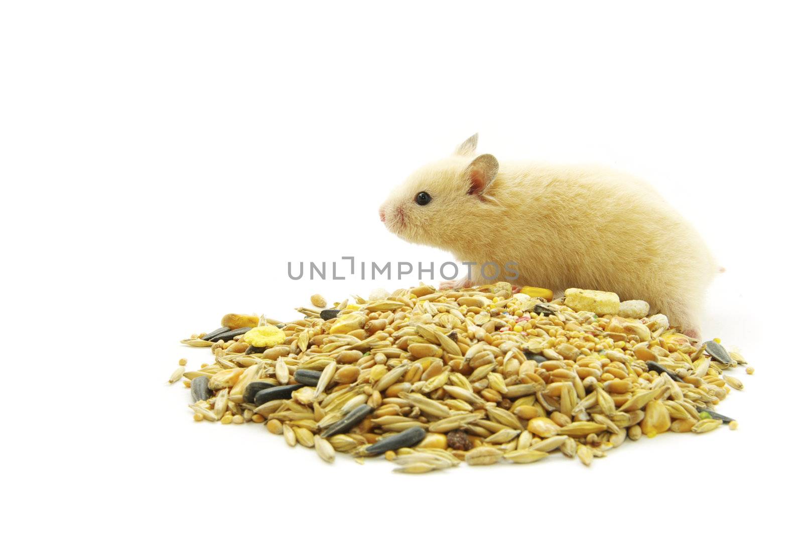Hamster in front of a white background
