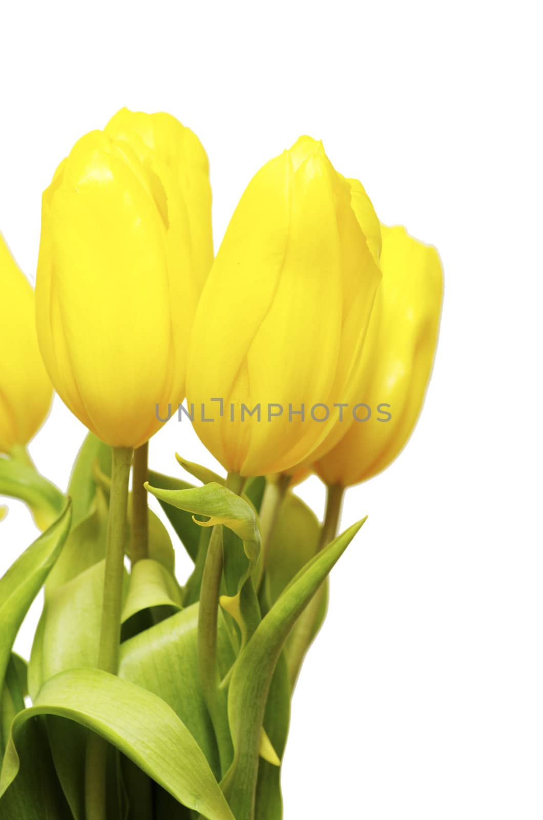yellow tulips isolated on white background