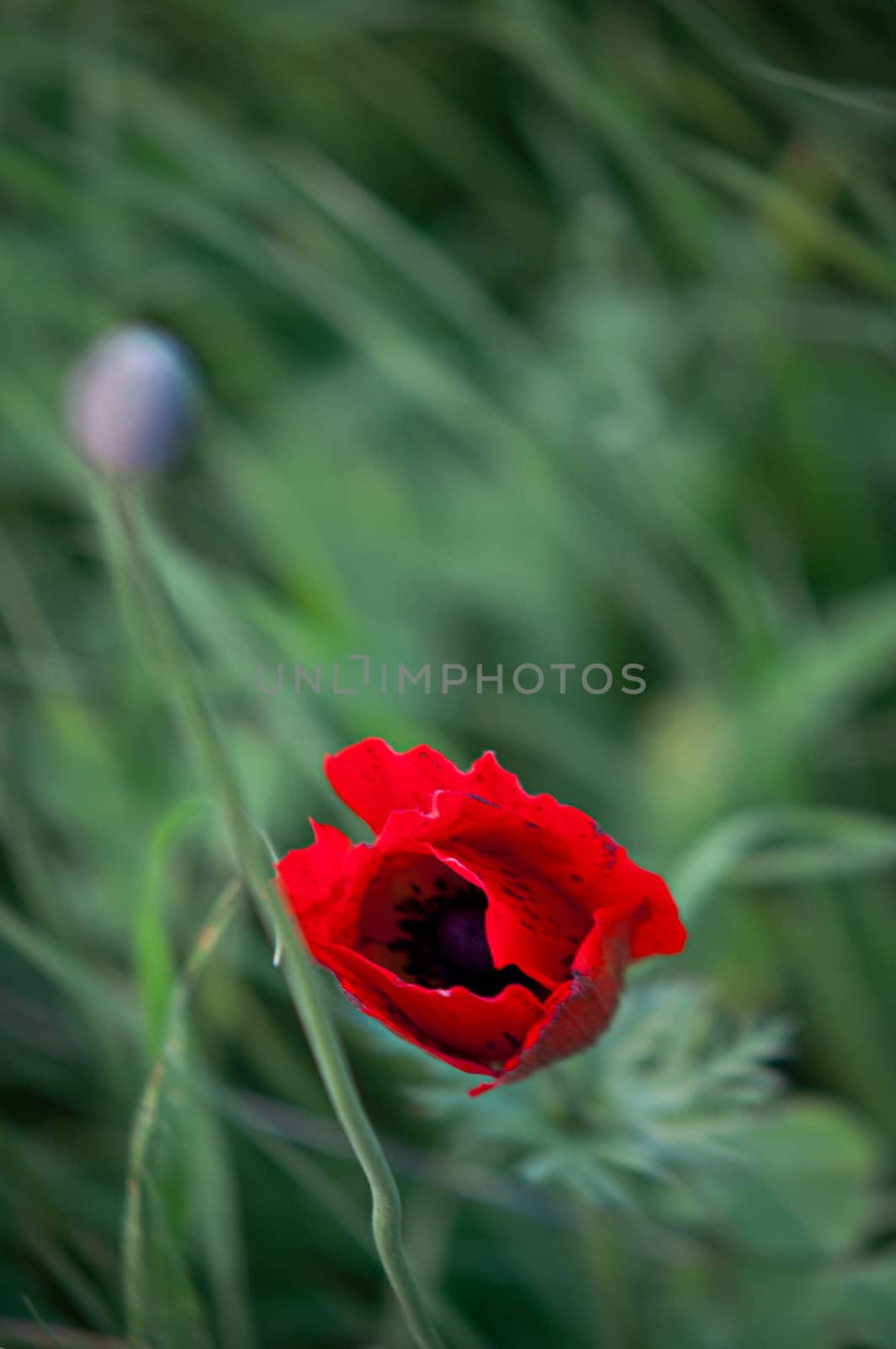 Red poppy . by LarisaP