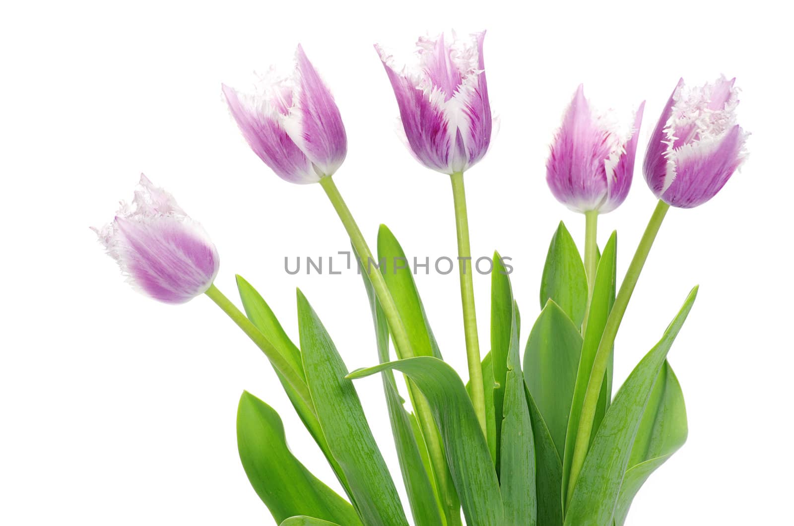 pink tulips on white background 