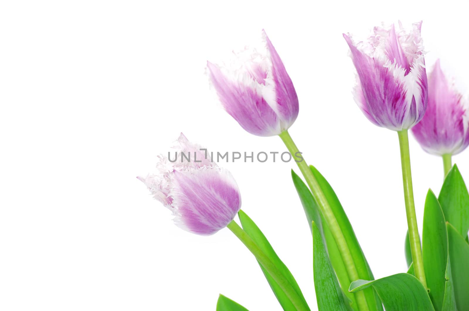 pink tulips on white background 