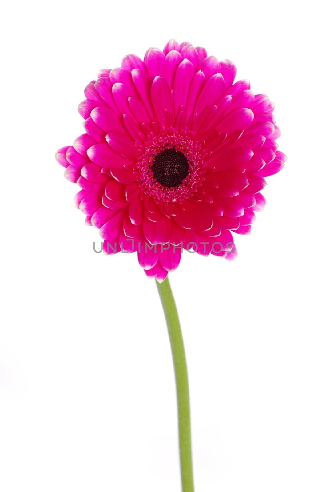 gerbera flower closeup on white background
