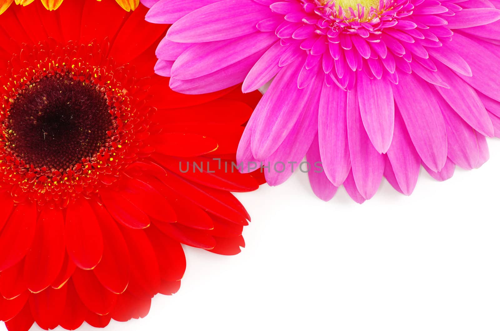 gerbera flower closeup on white background