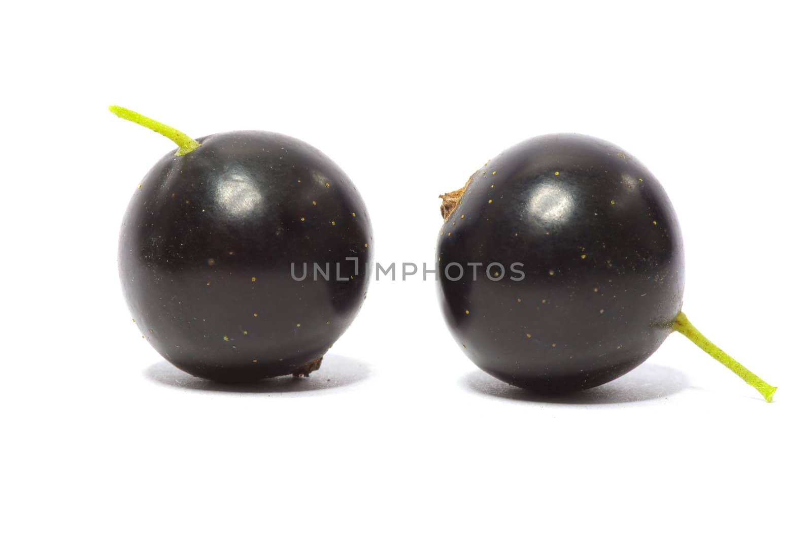 black currant fruits isolated on white background