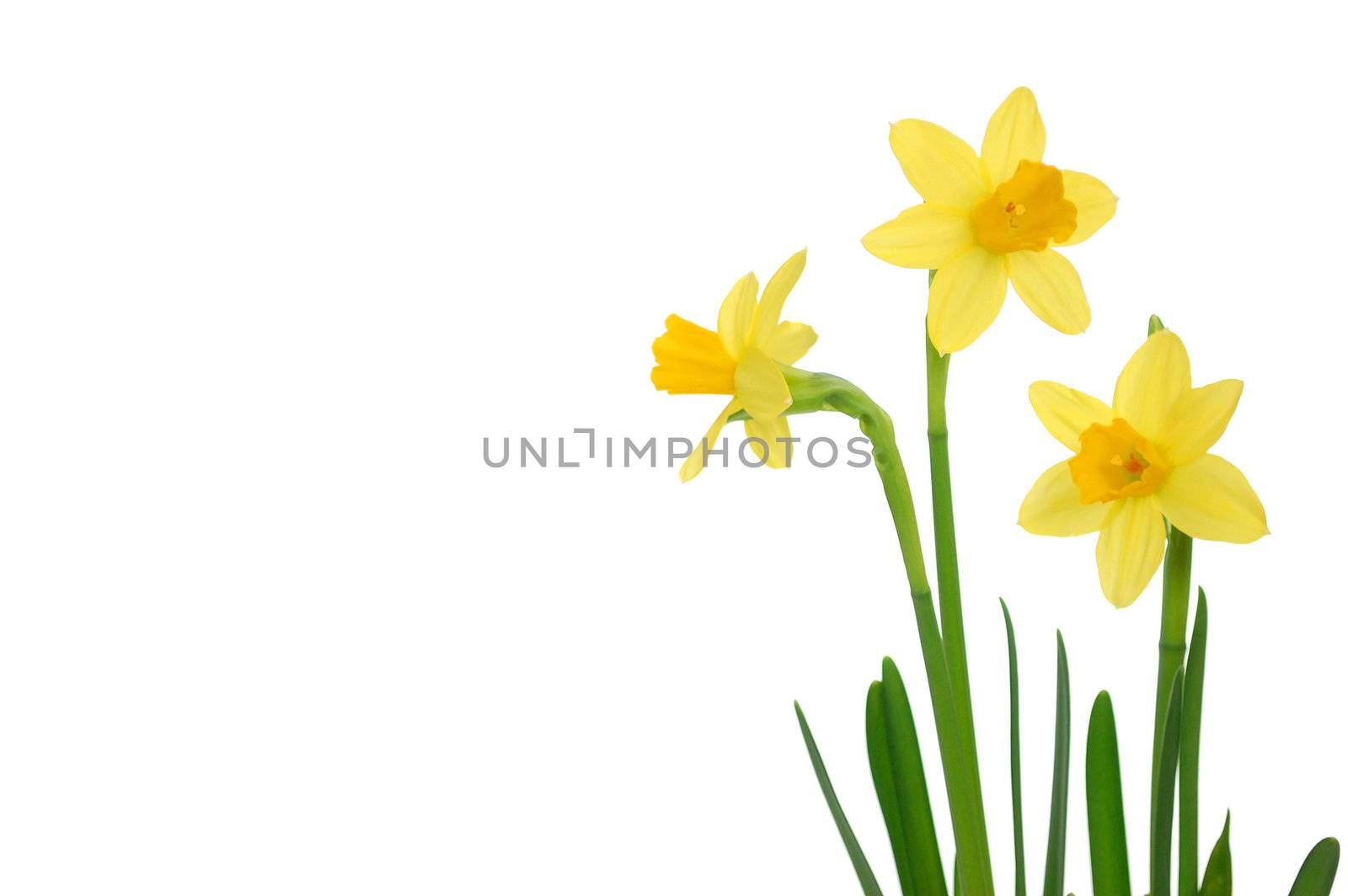 Spring daffodils isolated on white (also space for text)