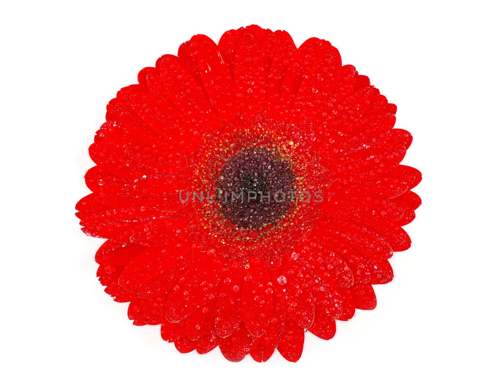 red gerbera flower closeup on white background