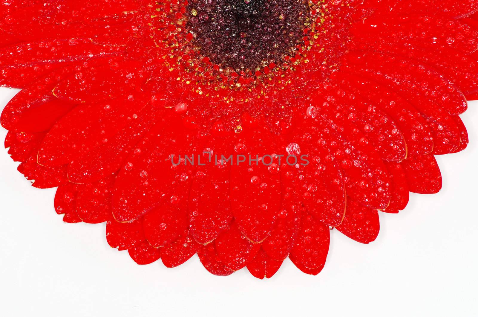 gerbera flower closeup on white background
