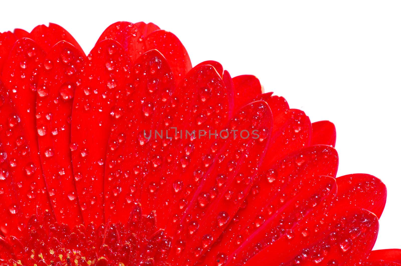 gerbera flower closeup on white background