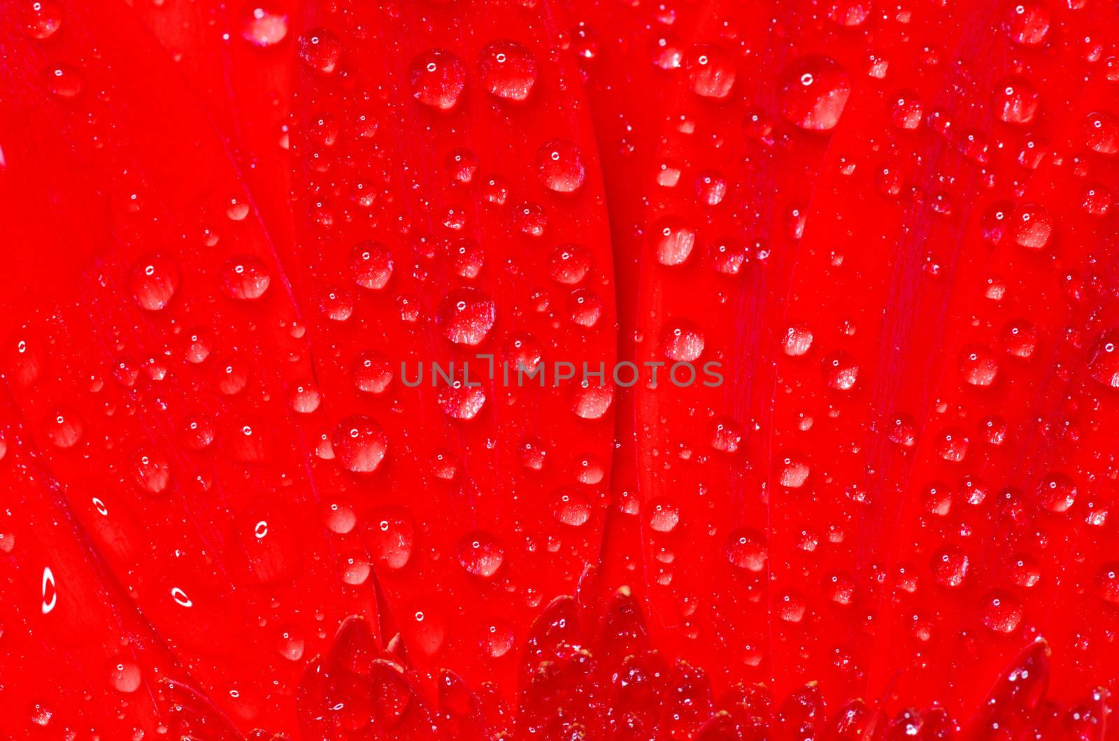  gerbera flower close up background