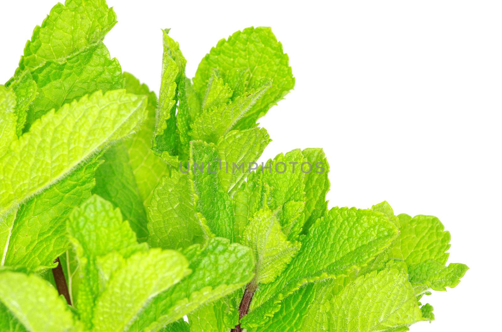 Fresh green mint isolated on white