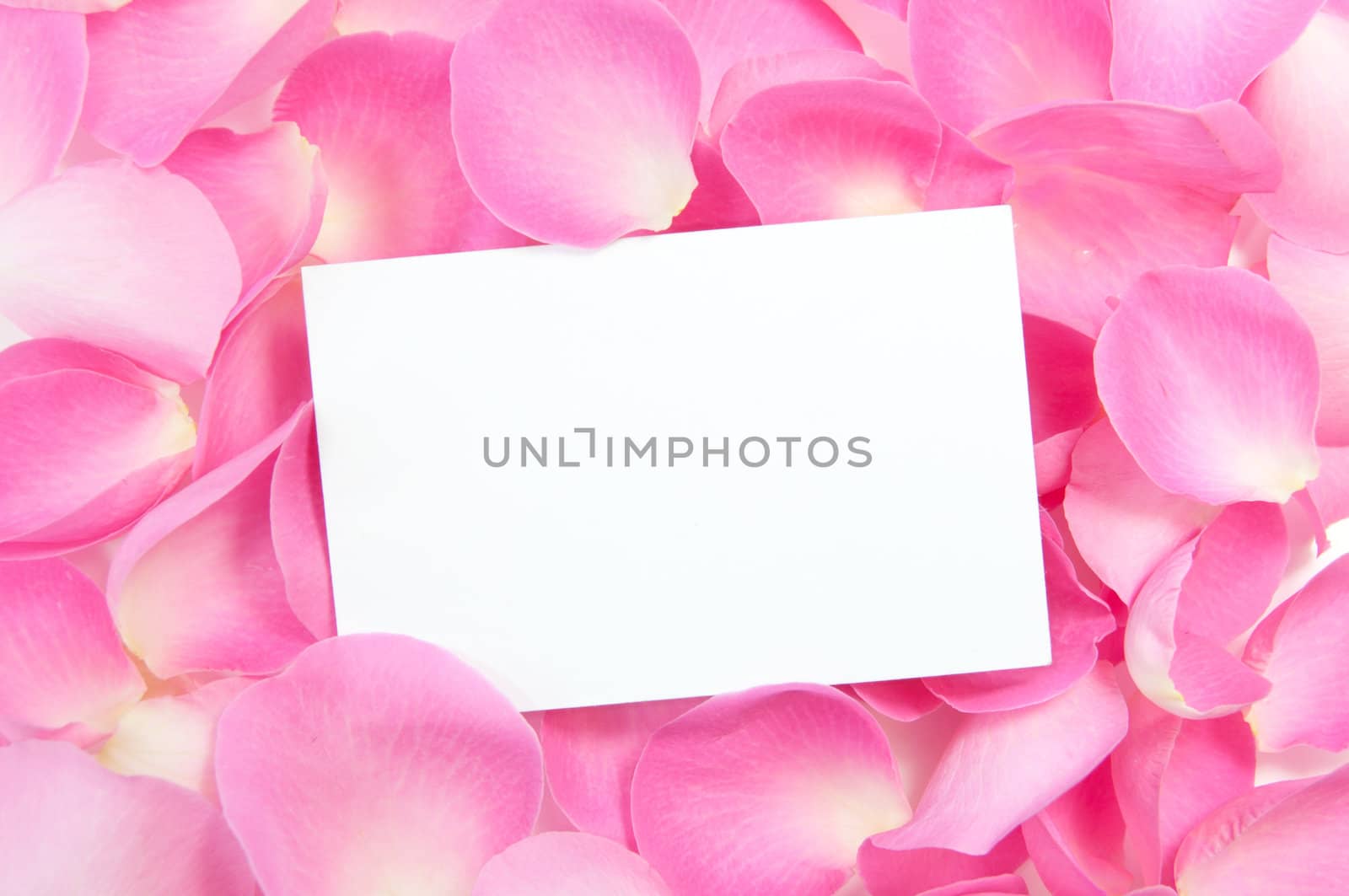 Blank card amongst pink roses 