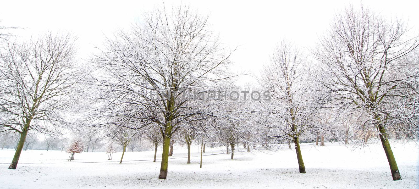 Winter trees  by unikpix