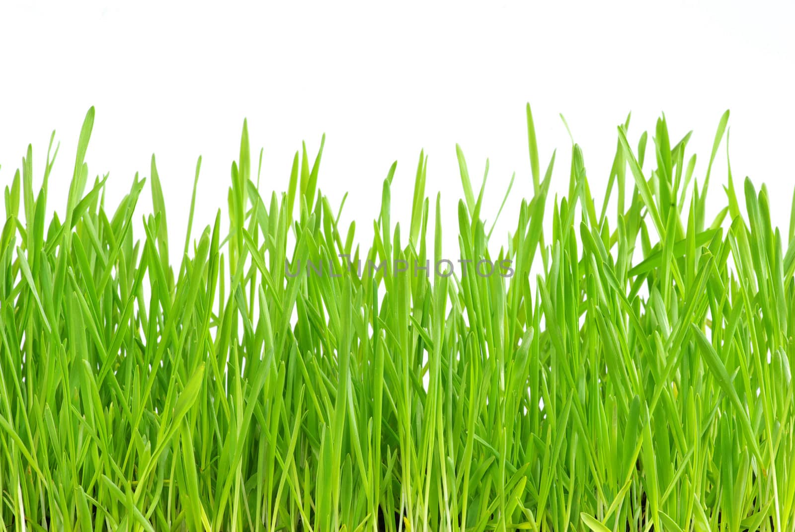 Green grass isolated on white background