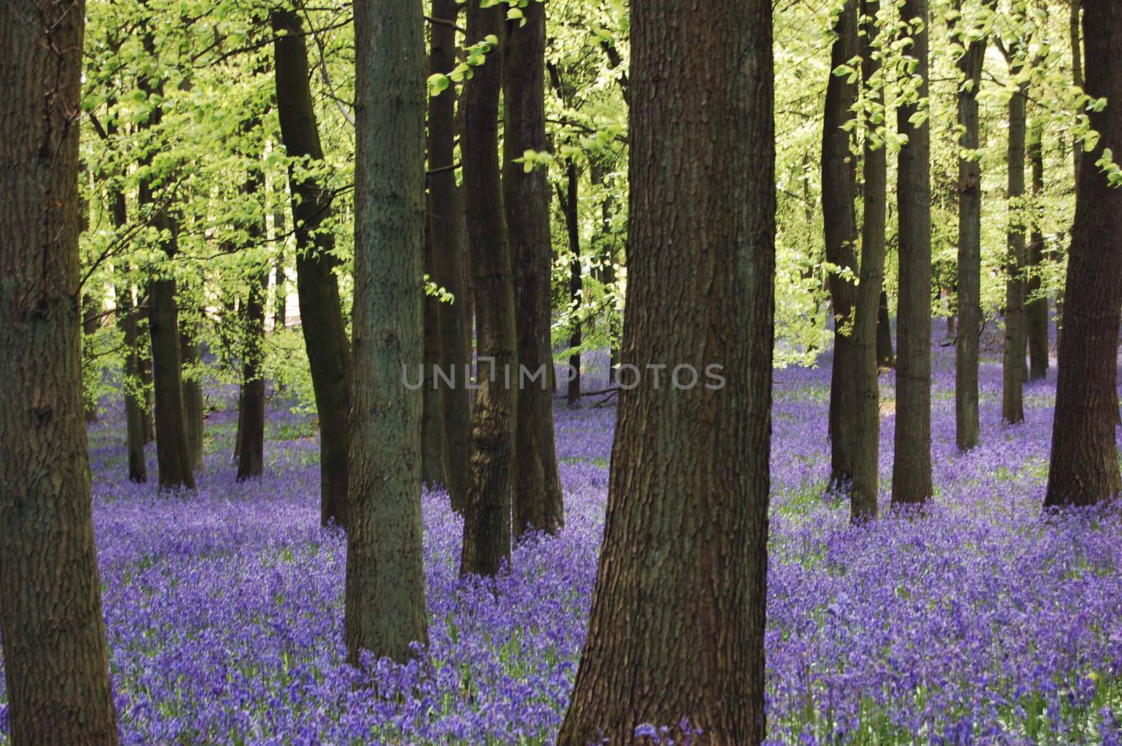 Carpet of bluebells in May