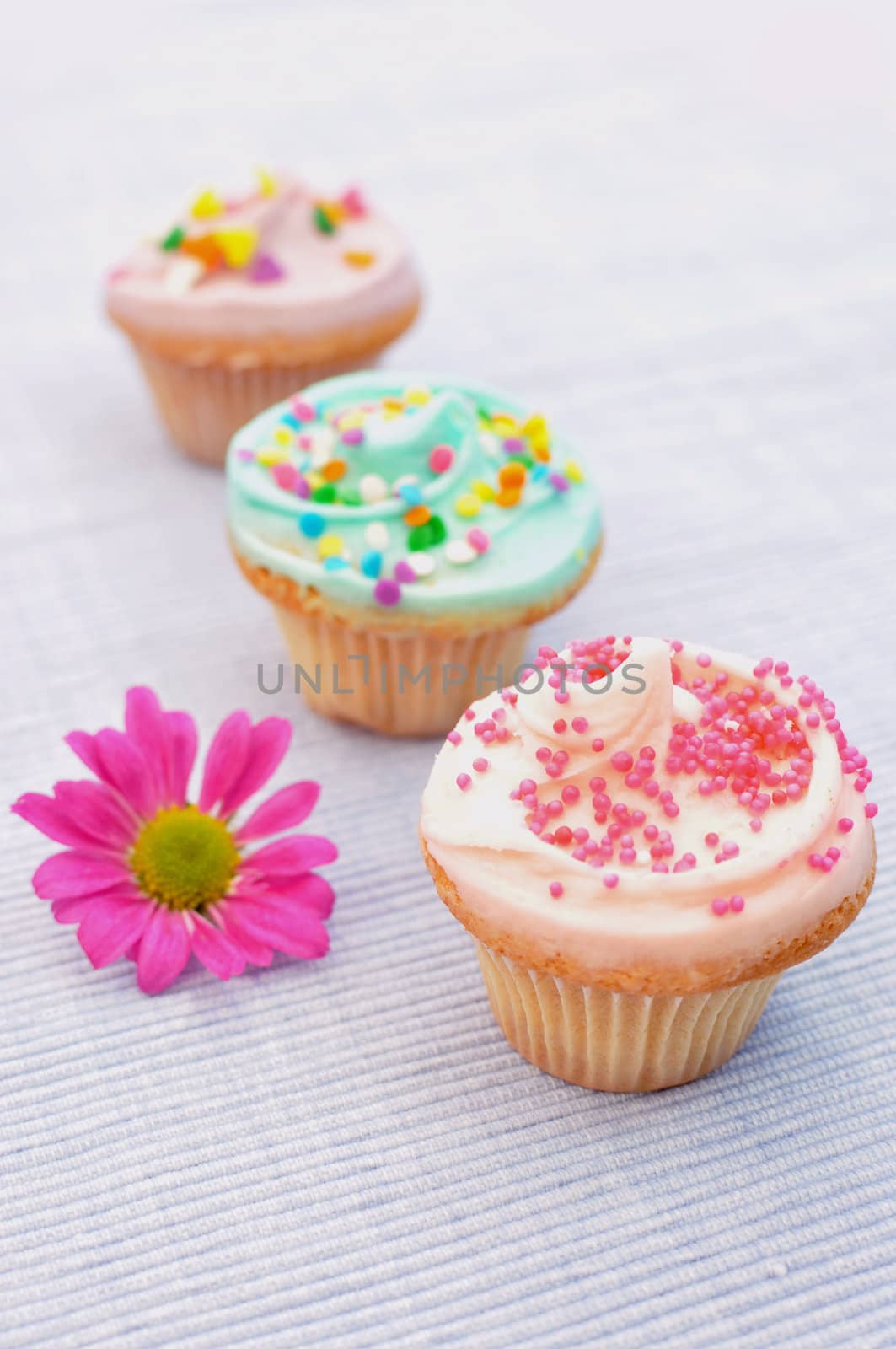 Delicious pastel coloured cupcakes with a spring daisy