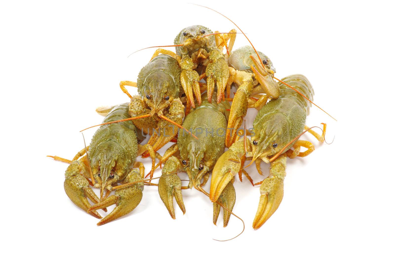 crawfish on a white background