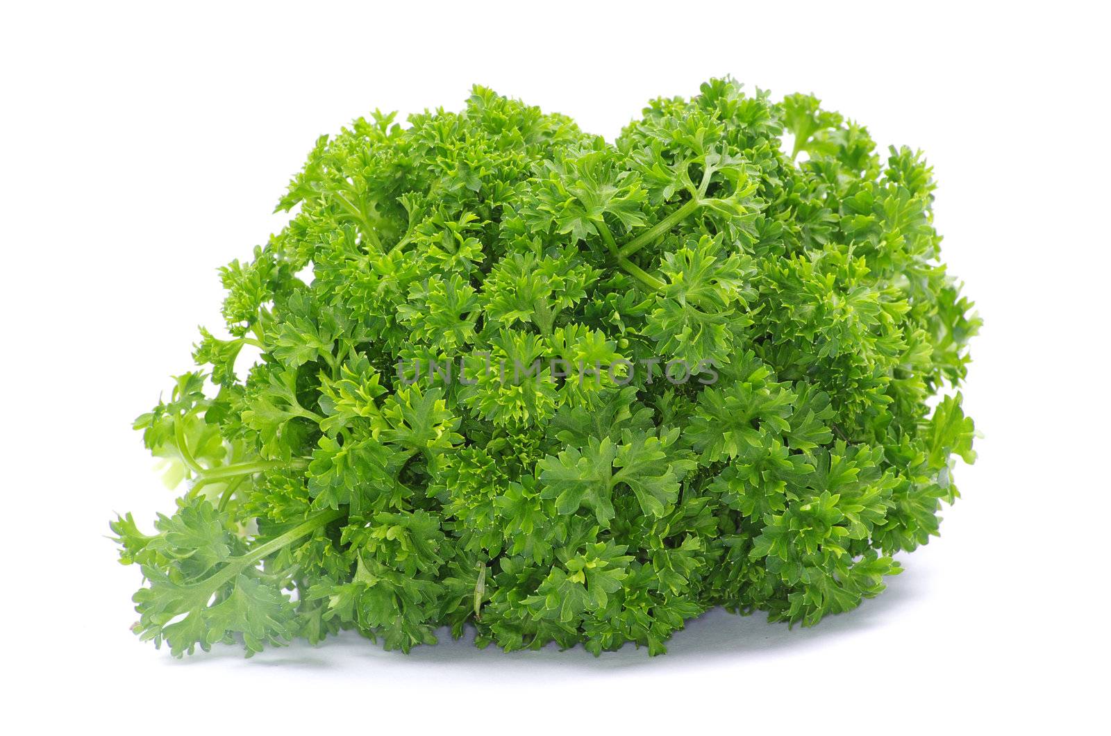 Bunch of fresh green parsley isolated on white background