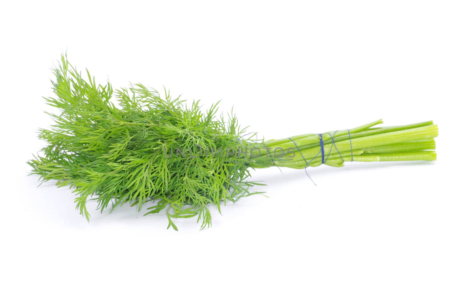 dill on a white background