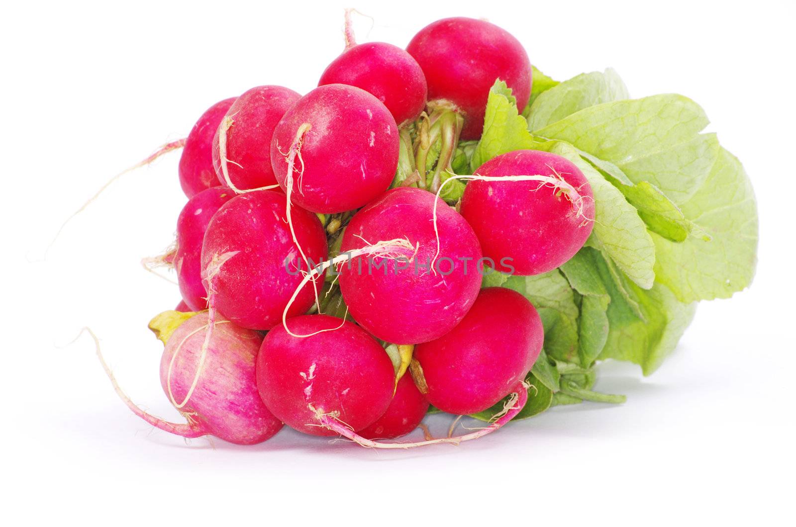 Fresh radishes on a white background