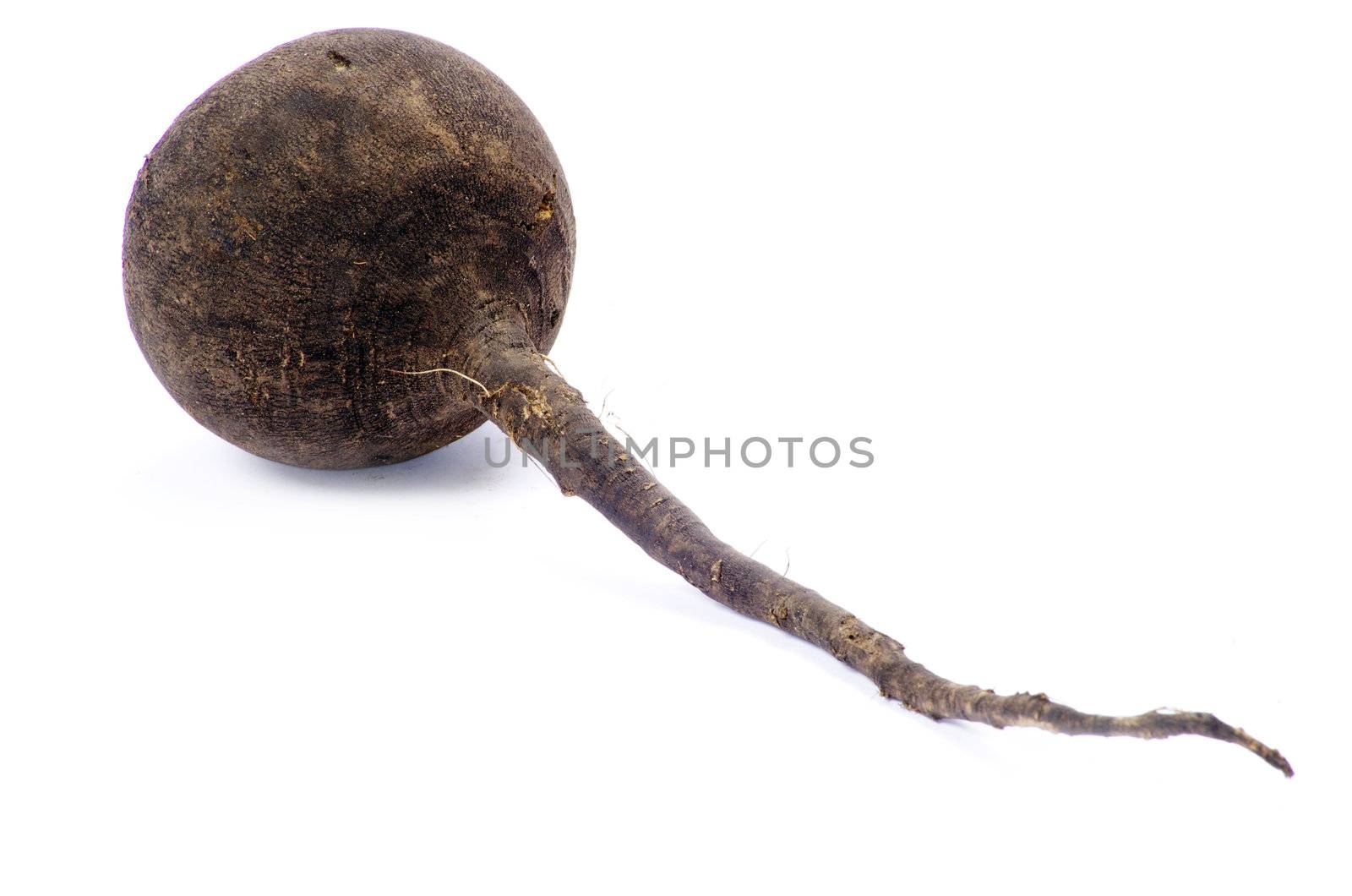 black radish isolated on white background