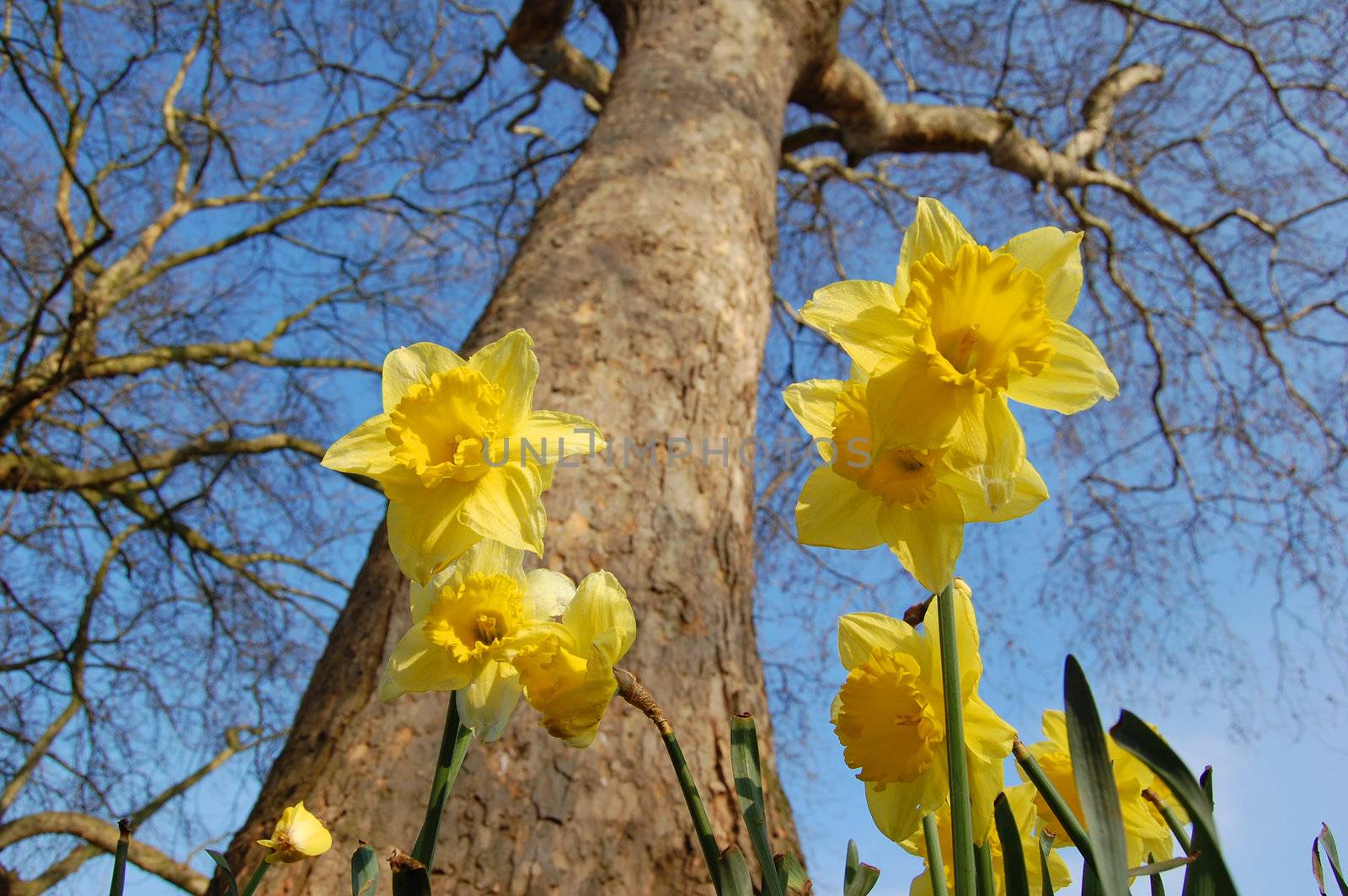 Early flowers appear next to a tree