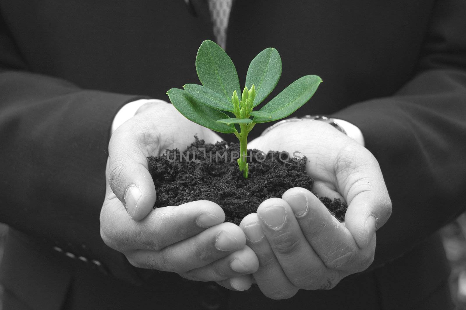 Man wearing a suit holding a small plant