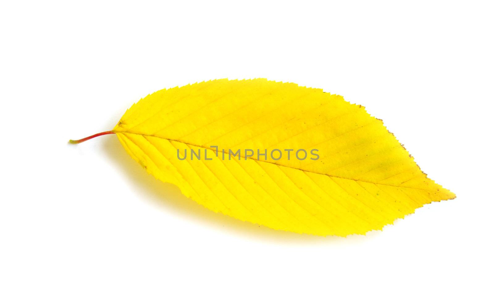 autumn  leaf isolated on white background