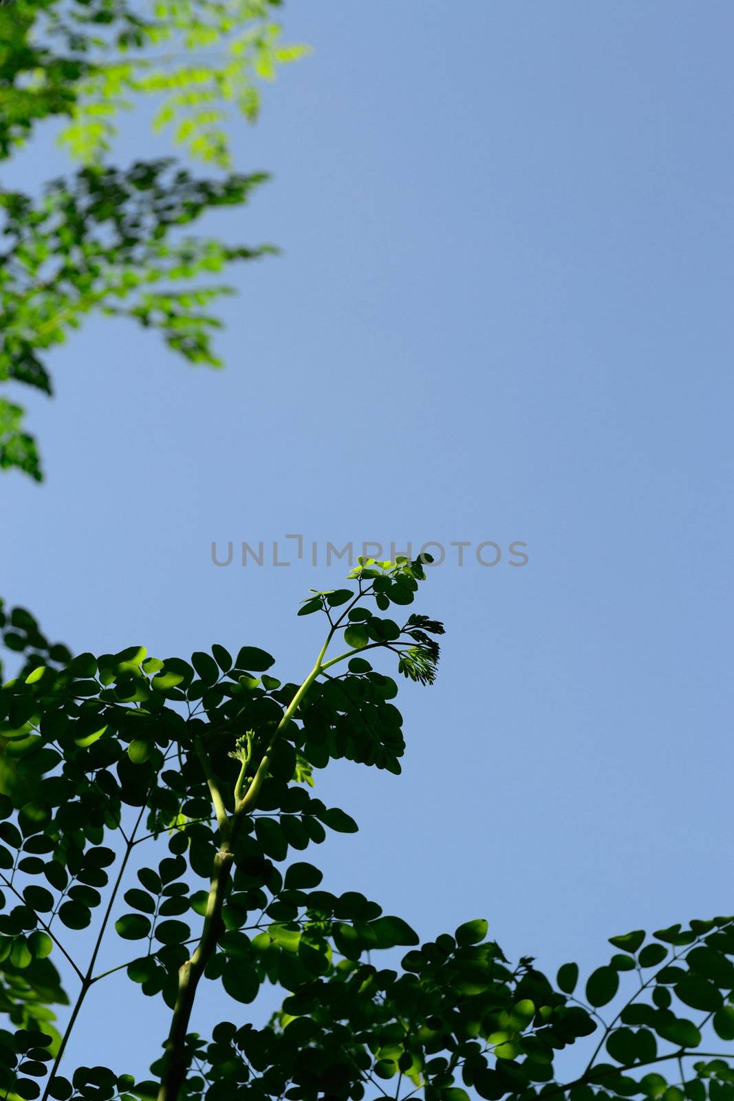 branch of miracle leaves with scientific name moringa oleifera against light blue sky background, selected focus on its buds.