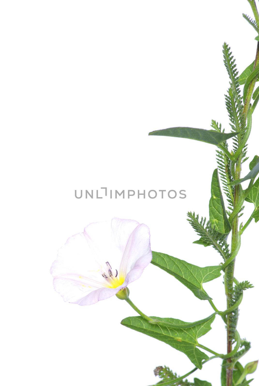 beautiful  flowers on white background
