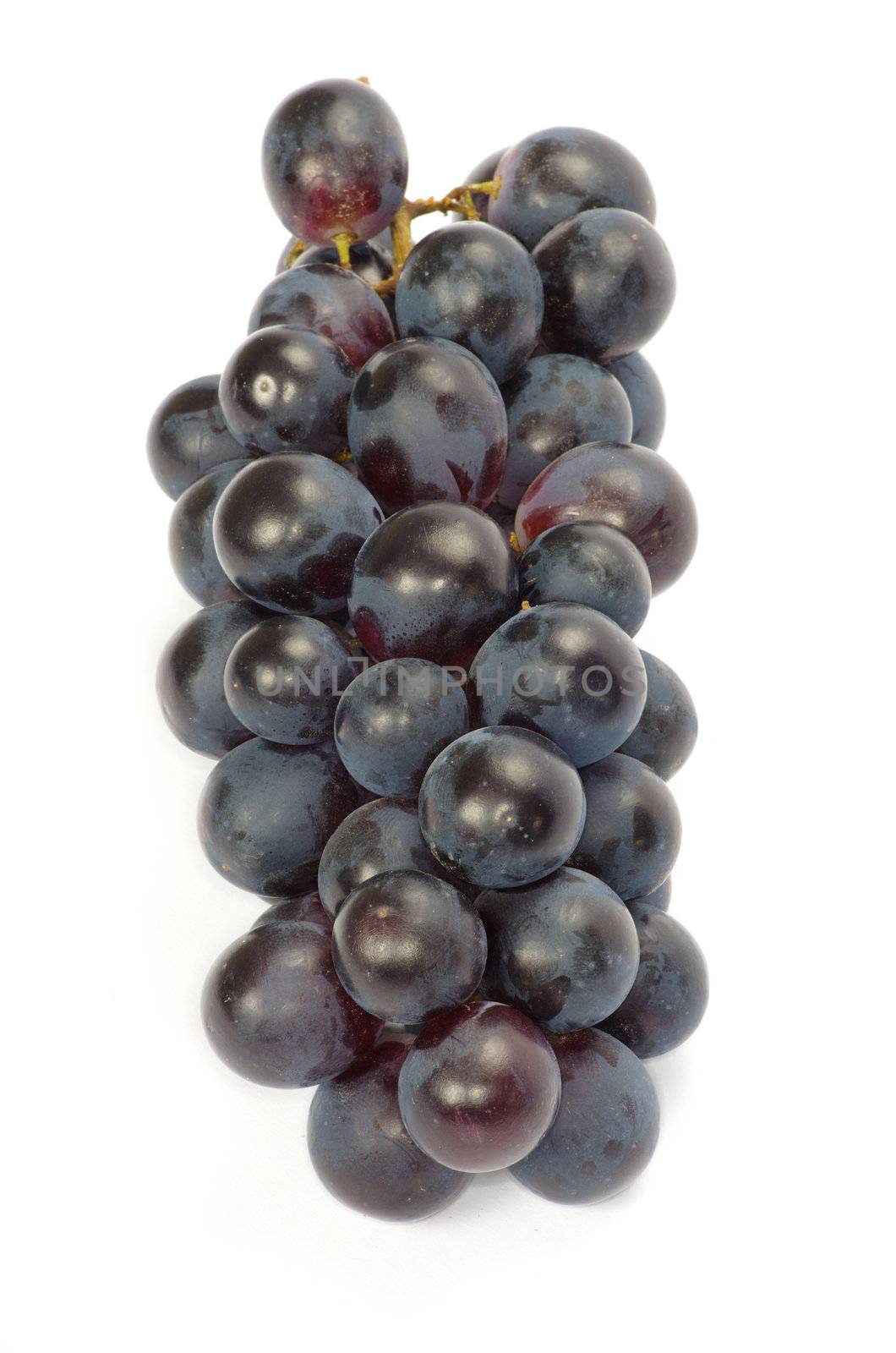 The branch of grapes with water drops