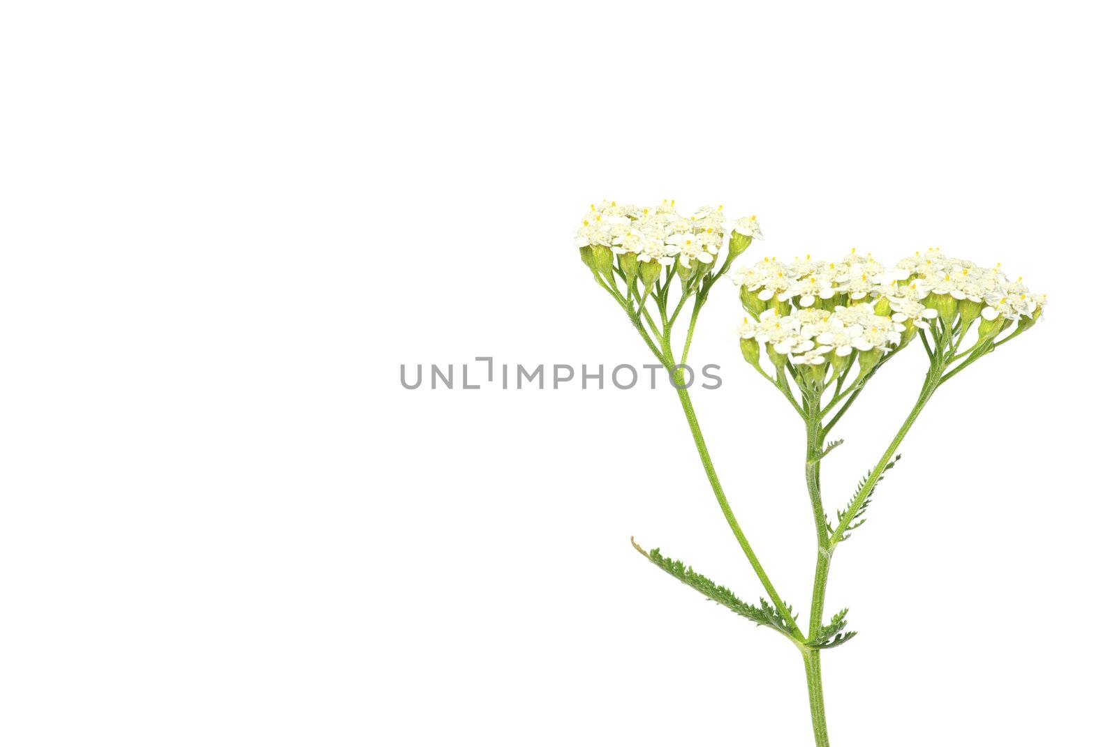 young green plant against white background