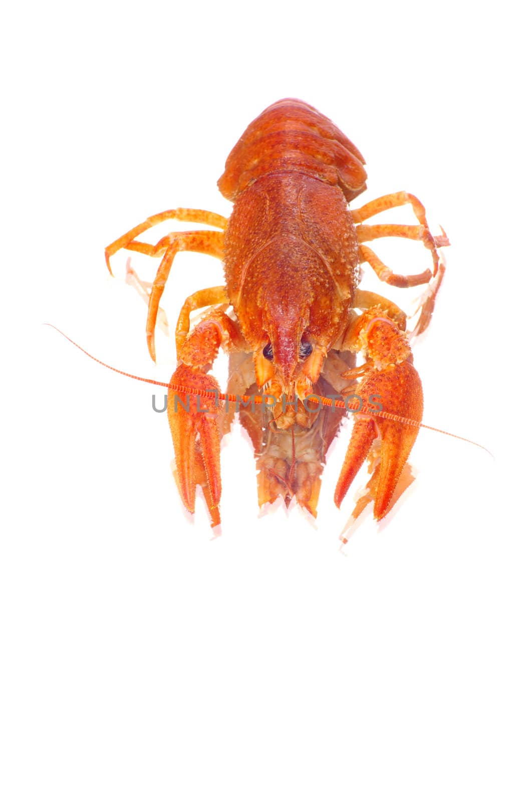 Hot boiled crayfish on white background