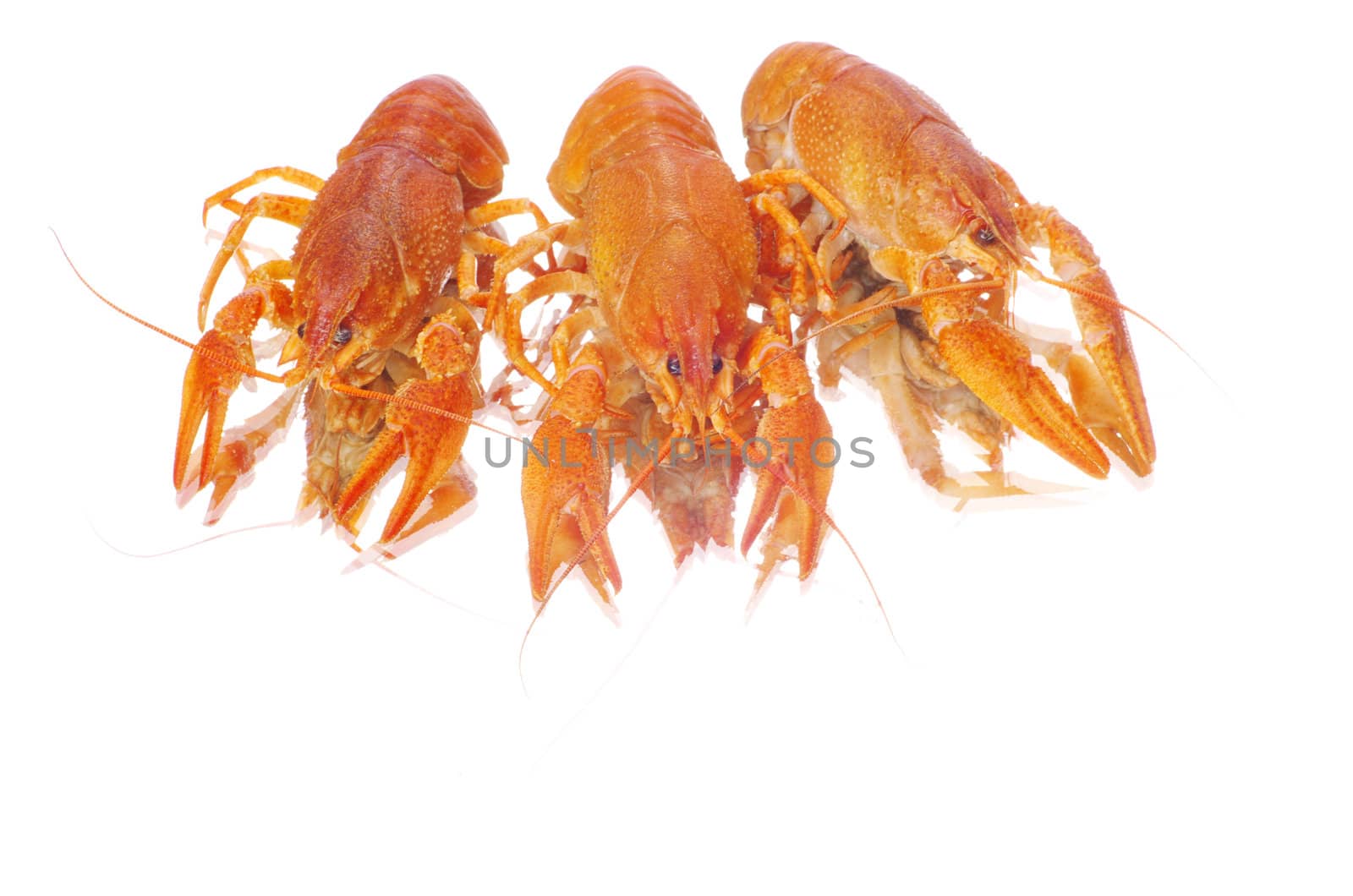 Hot boiled crayfish on white background