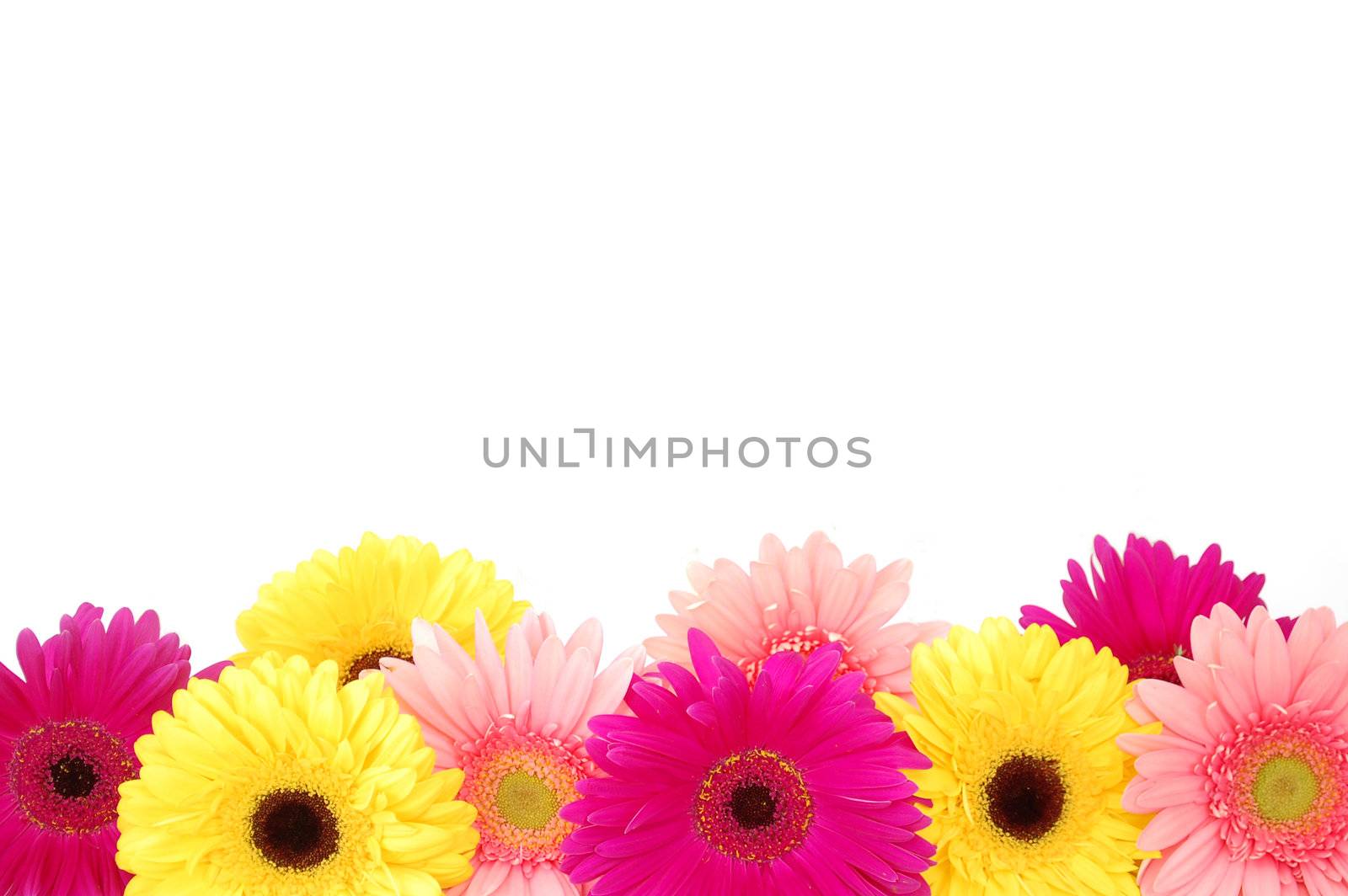 Colourful gerbera daisies on a white background