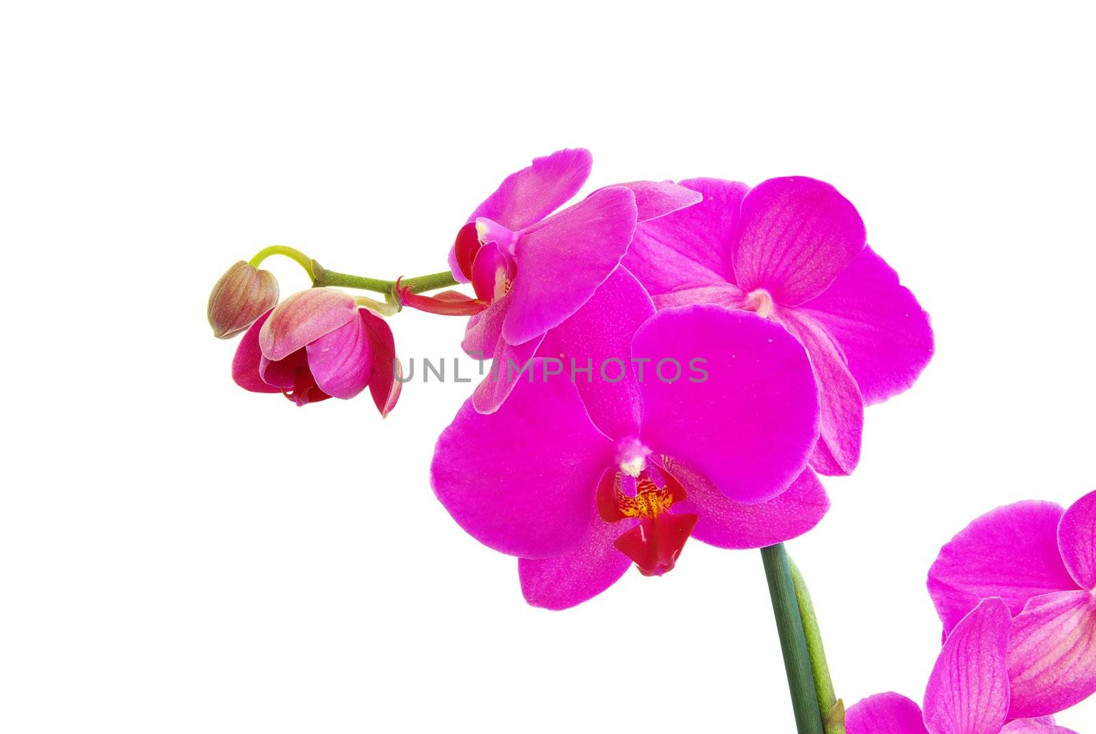 pink stem of orchids isolated on white