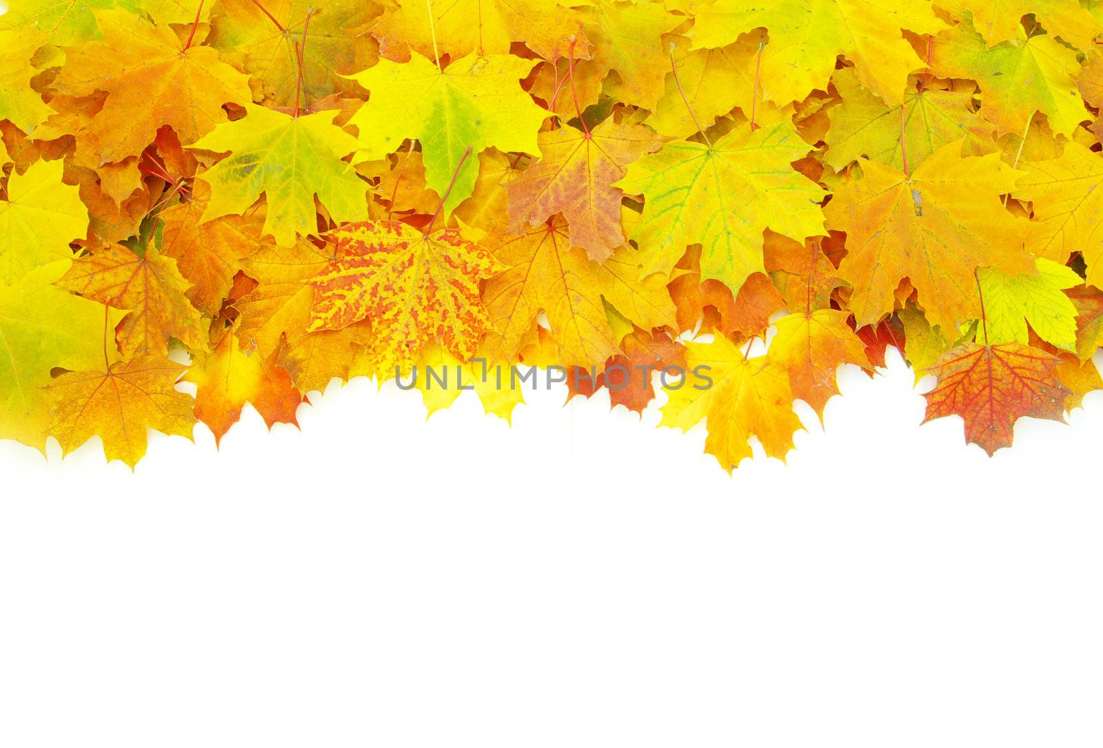 autumn maple leaves isolated on a white
