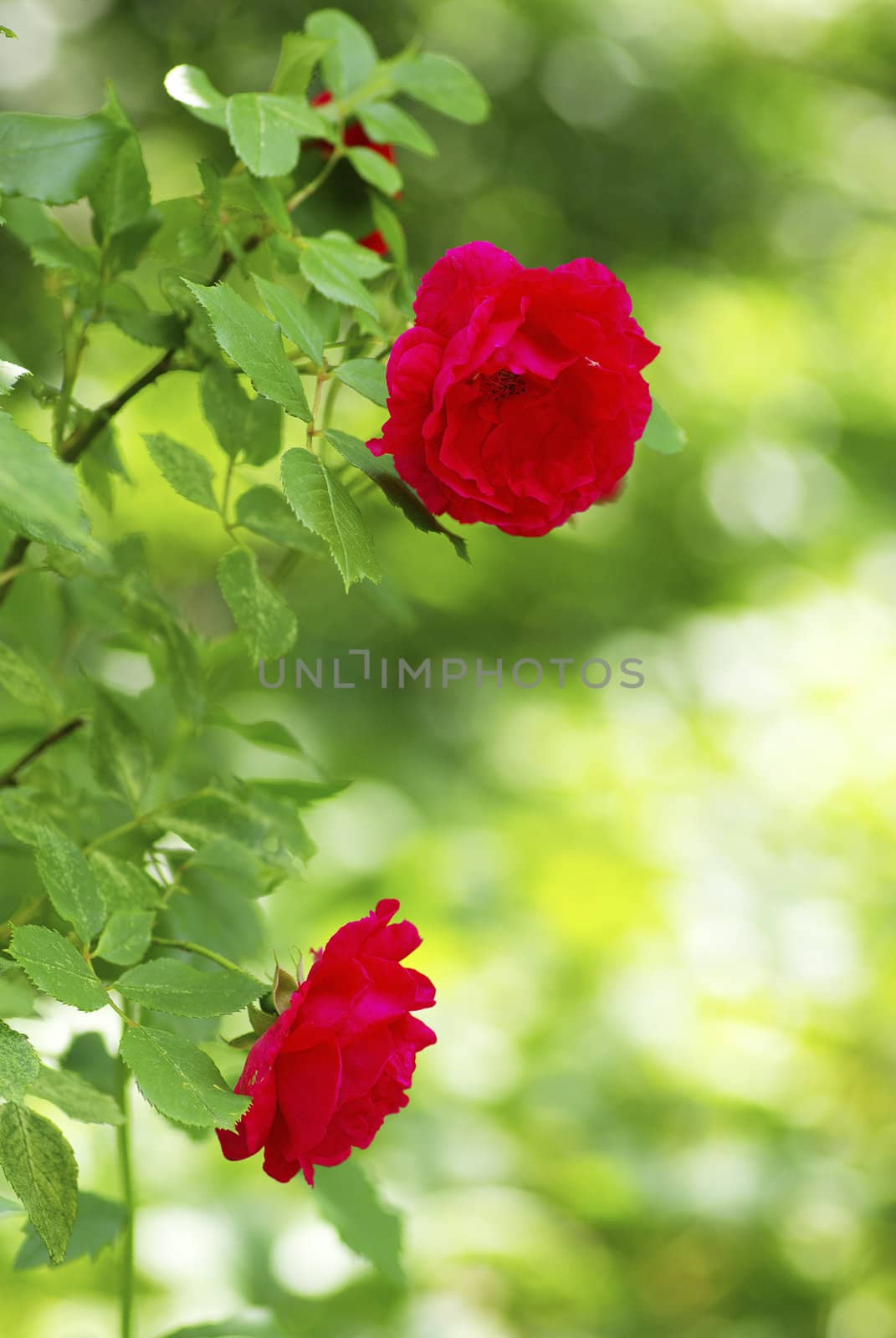 a close-up of a red rose   