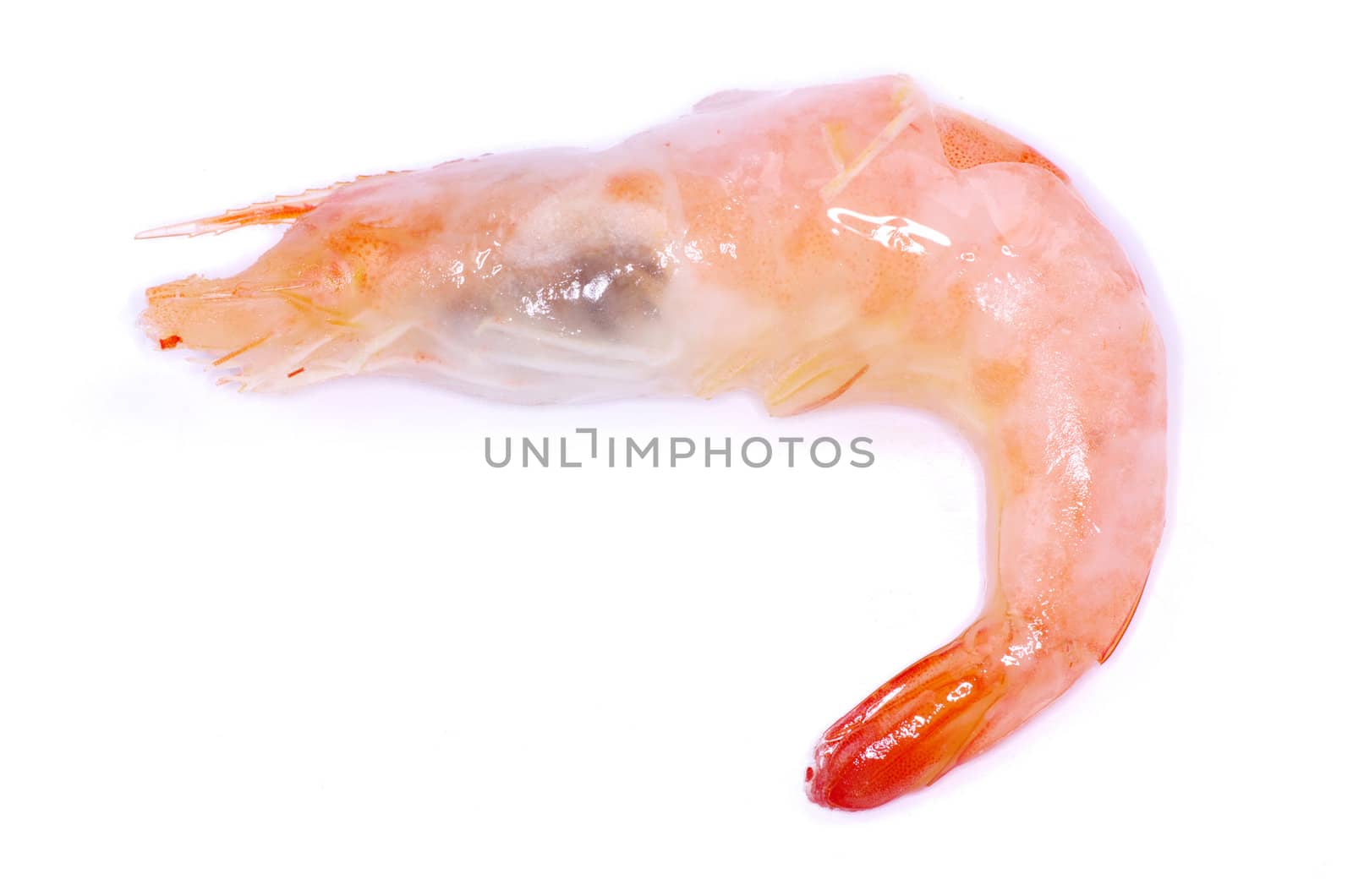 shrimp isolated on a white background