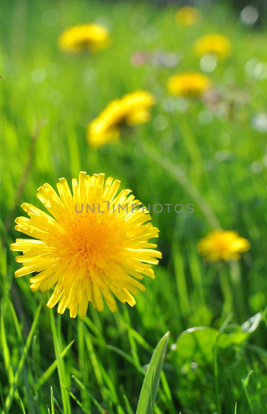 Closeup of a dandelion in a meadow of flowers 