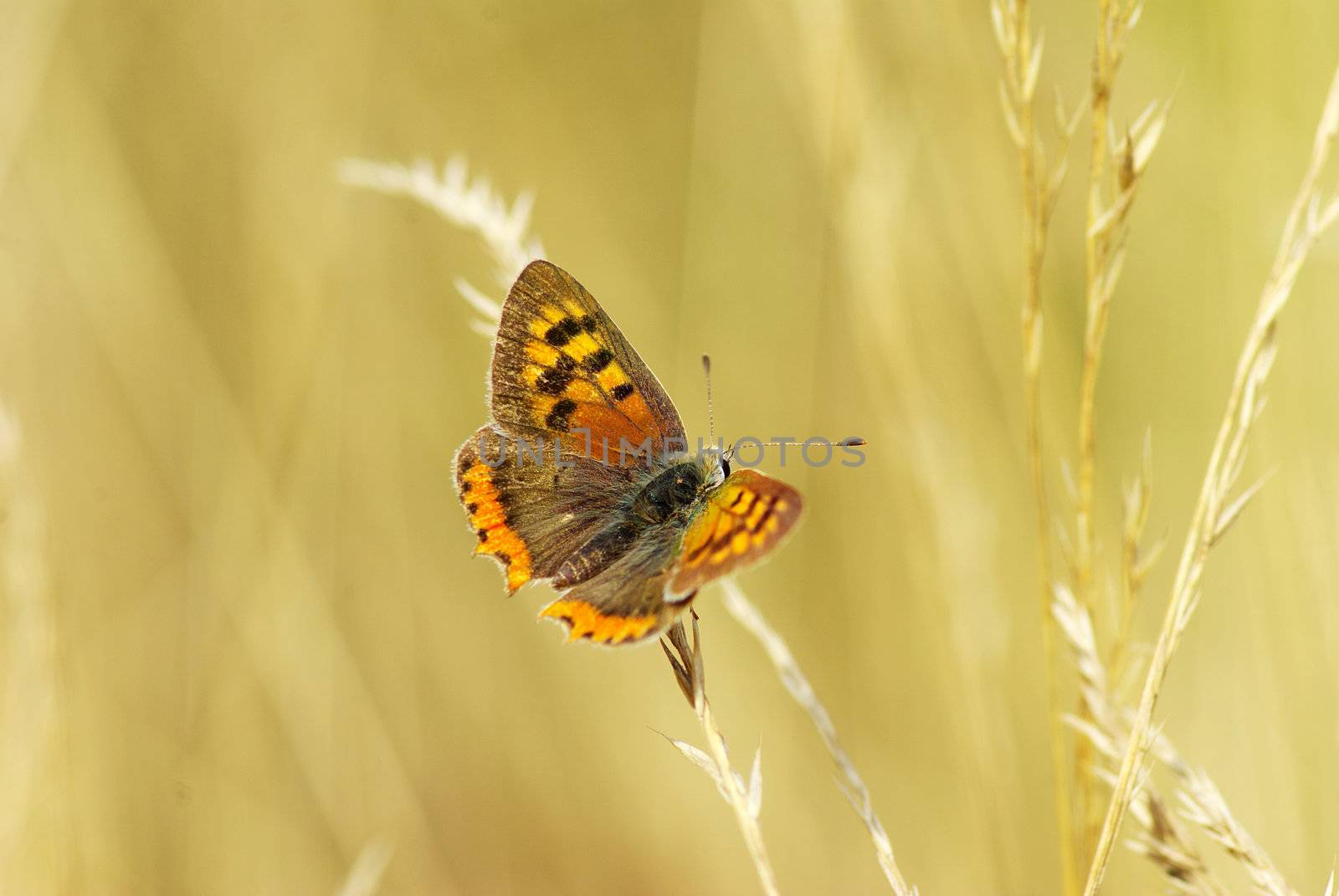  butterfly on a green leaf