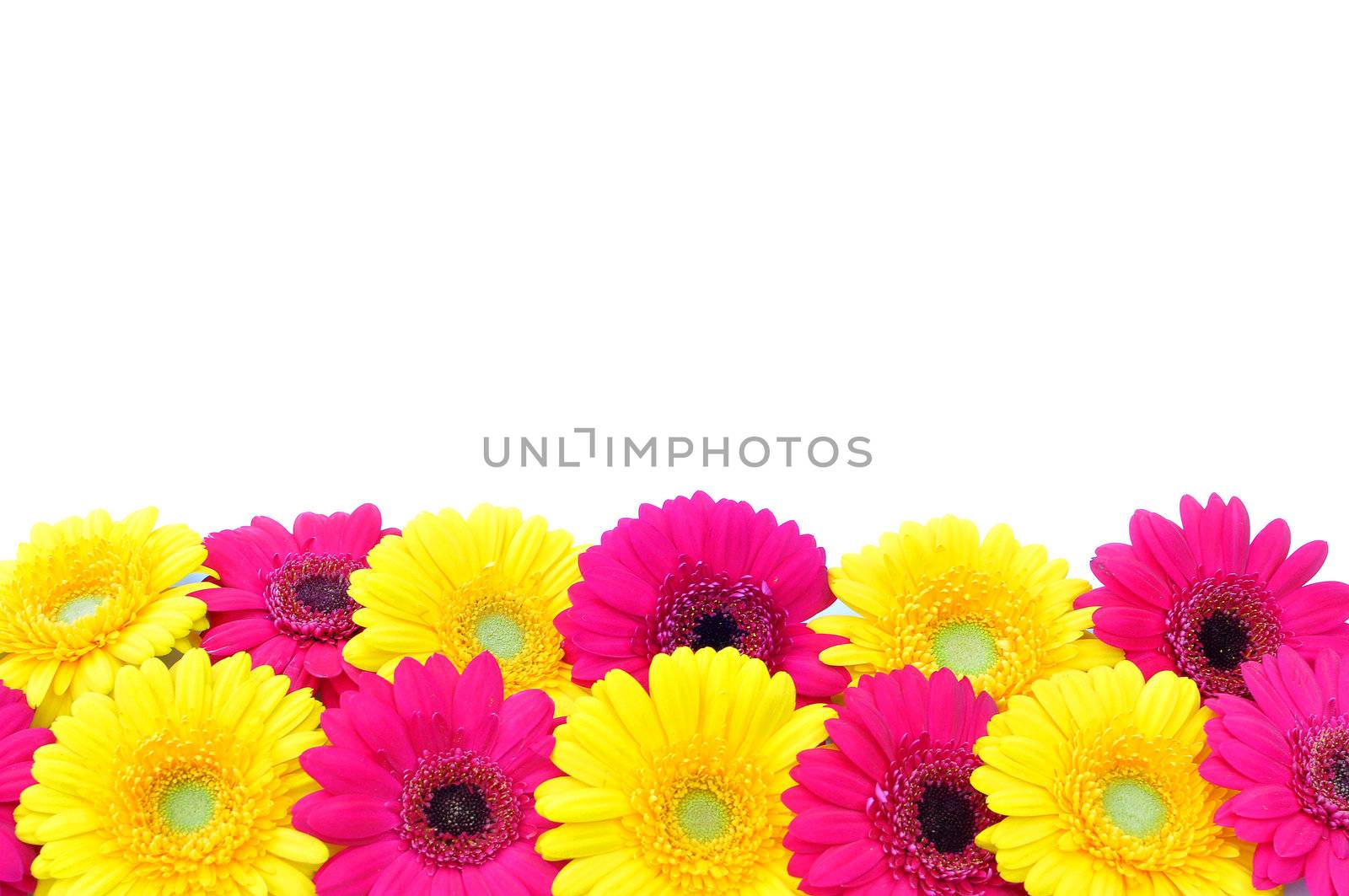 Pink and yellow daisies border with copyspace