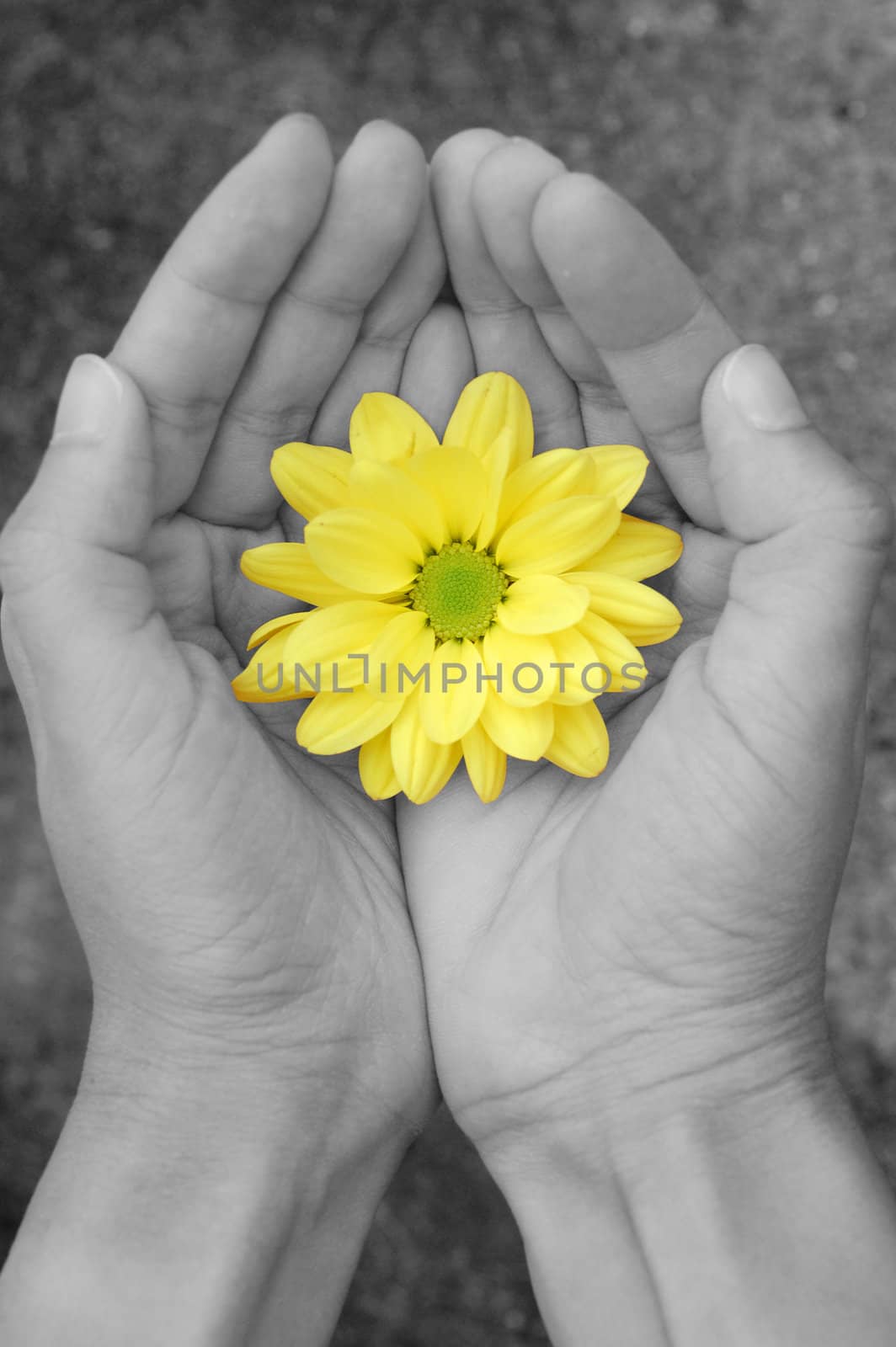 Hands in black and white holding a yellow daisy