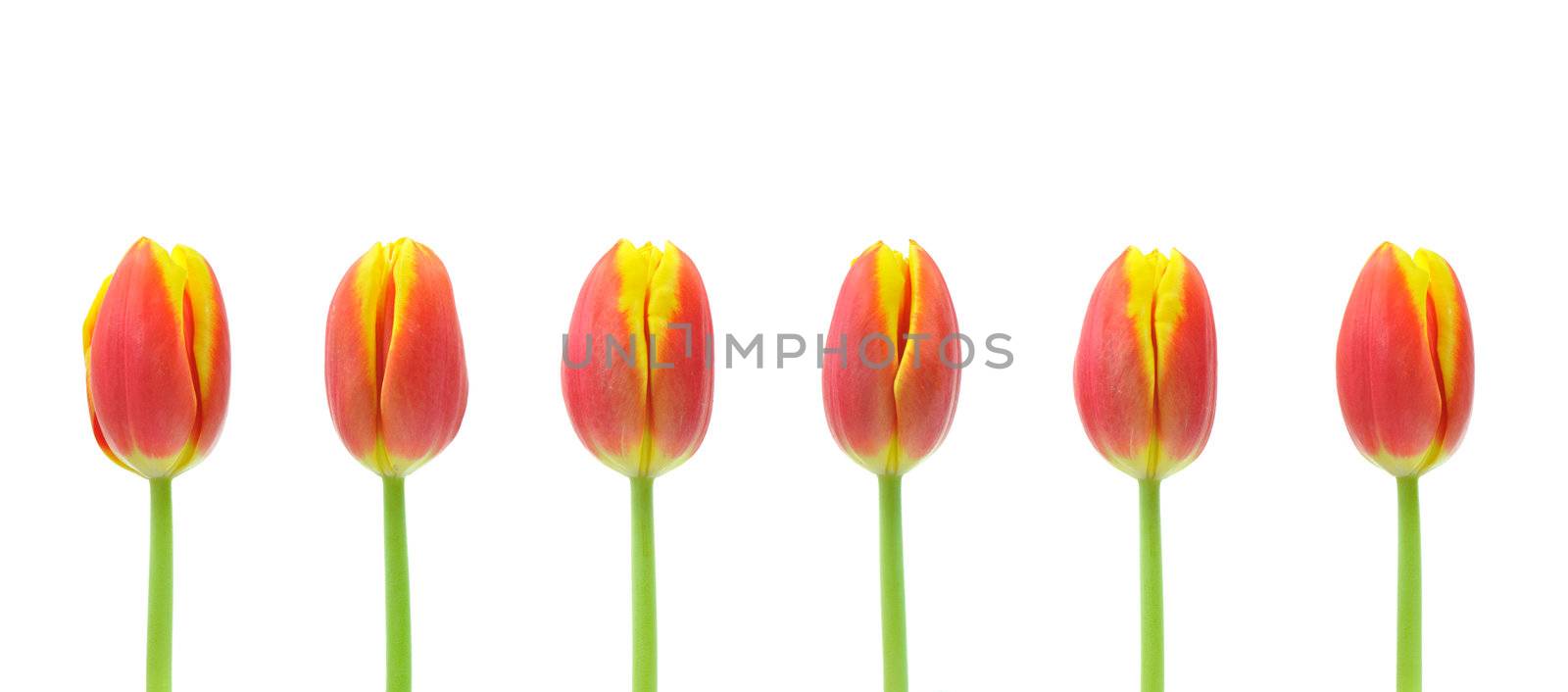 Vibrant red and yellow tulips in a row