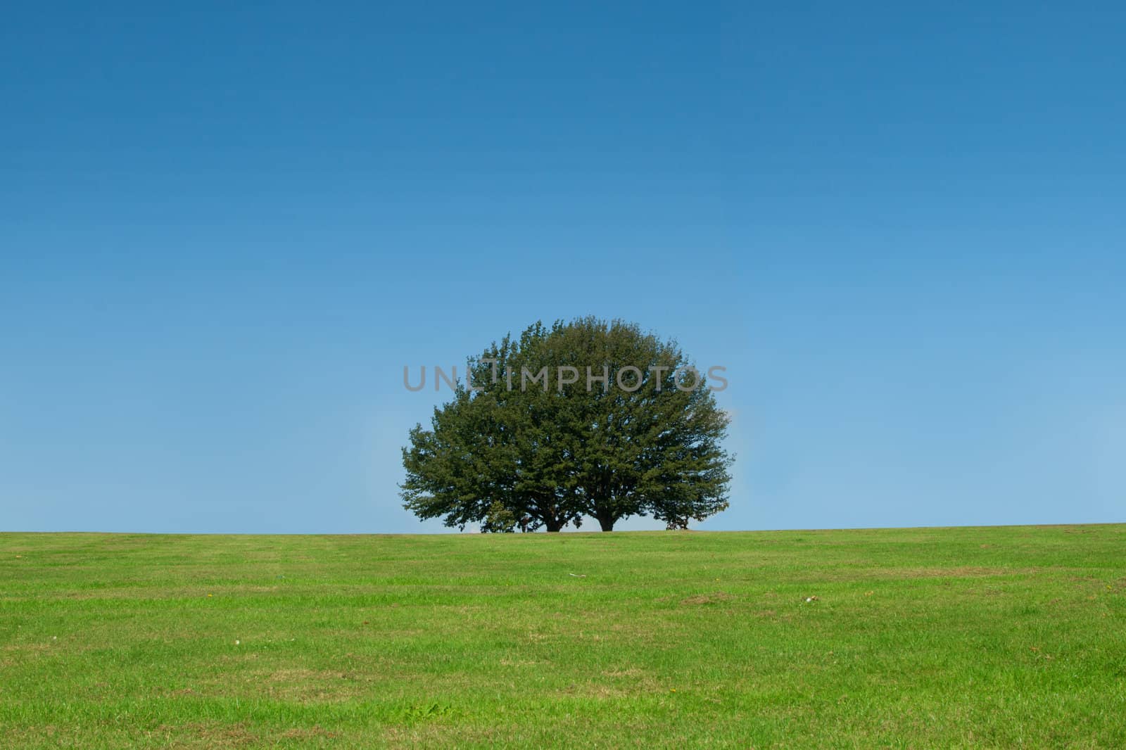 Large tree in the middle of a green field 